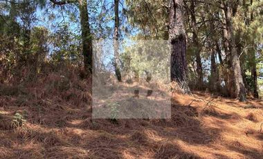 Venta de terreno en zona boscosa