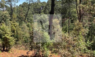 Venta de terreno en zona boscosa