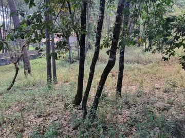 TERRENO CON ENTORNO DE BOSQUE EN VENTA.