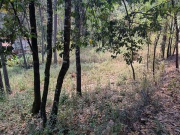 TERRENO CON ENTORNO DE BOSQUE EN VENTA.