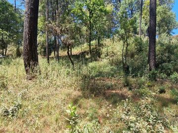 TERRENO CON ENTORNO DE BOSQUE EN VENTA.