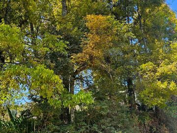 TERRENO EN CARBONERAS A 13 MINUTOS DE MINERAL DEL CHICO PUEBLO MÁGICO