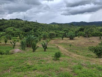 LOTES DE CASI MEDIA HECTAREA EN LAMAS