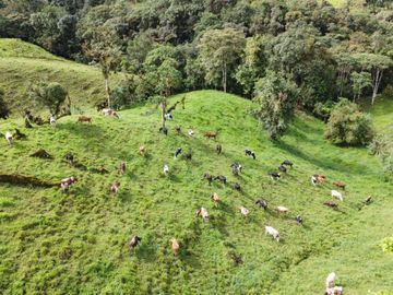 Haceinda de 80 Ha a 1 Hora y Media de Quito en Venta