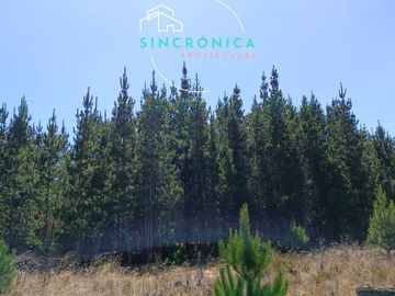 SE VENDE HERMOSO TERRENO EN LOMA VERDE.¡¡OPORTUNIDAD ÚNICA!!