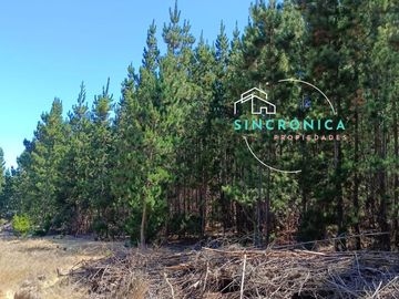 SE VENDE HERMOSO TERRENO EN LOMA VERDE.¡¡OPORTUNIDAD ÚNICA!!