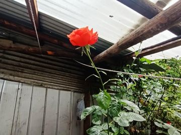 Propiedad central con 3 casas en sitio de 625mts2 Villarrica