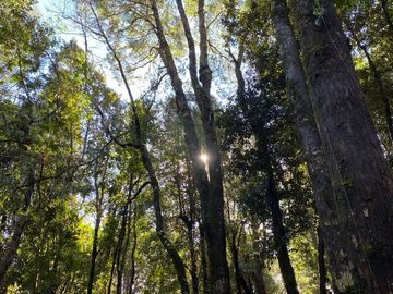 La Puntilla de Loncovaca