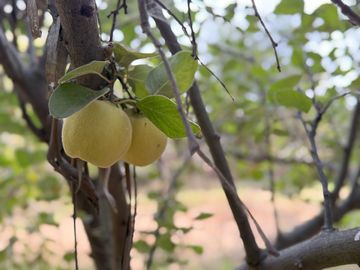 Soñada Parcela de 20.000 m2 con Casa Regularizada y Diversos Árboles Frutales