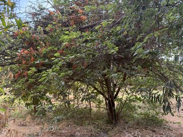 Soñada Parcela de 20.000 m2 con Casa Regularizada y Diversos Árboles Frutales