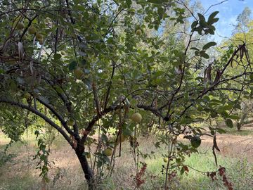 Soñada Parcela de 20.000 m2 con Casa Regularizada y Diversos Árboles Frutales