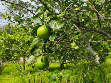 VENTA DE FINCA SAN ANTONIO DEL TEQUENDAMA