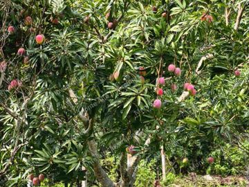 VENTA DE FINCA SAN ANTONIO DEL TEQUENDAMA