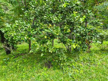 VENTA DE FINCA SAN ANTONIO DEL TEQUENDAMA