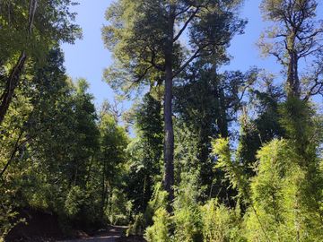 PUCÓN-HUERQUEHUE Parcelas Lago Tinquilco