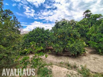 FINCA, CON DOS CASAS, EN PAMBAHACIENDA-MASCARILLA, MIRA A 30 MINUTOS DE IBARRA