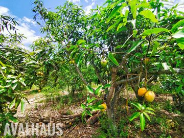FINCA, CON DOS CASAS, EN PAMBAHACIENDA-MASCARILLA, MIRA A 30 MINUTOS DE IBARRA