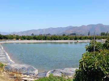7,11 HA EN ROMERAL HIJUELAS CON PALTOS EN PLENA PRODUCCION
