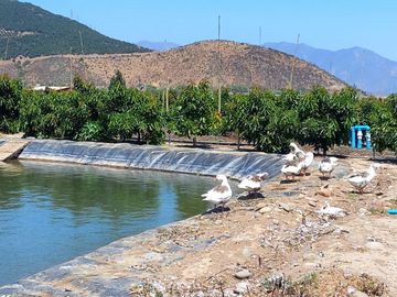 7,11 HA EN ROMERAL HIJUELAS CON PALTOS EN PLENA PRODUCCION