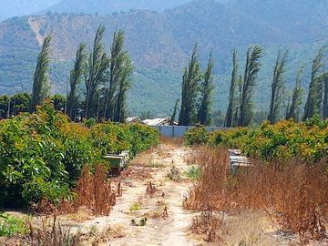 7,11 HA EN ROMERAL HIJUELAS CON PALTOS EN PLENA PRODUCCION