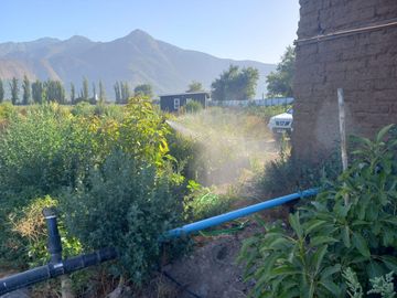 7,11 HA EN ROMERAL HIJUELAS CON PALTOS EN PLENA PRODUCCION
