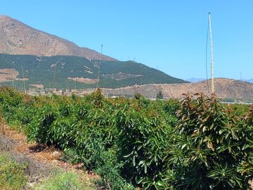 7,11 HA EN ROMERAL HIJUELAS CON PALTOS EN PLENA PRODUCCION