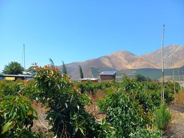 7,11 HA EN ROMERAL HIJUELAS CON PALTOS EN PLENA PRODUCCION
