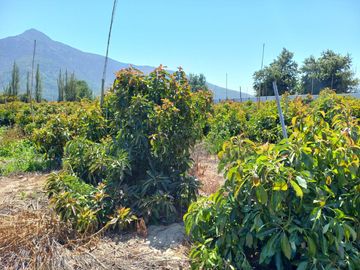7,11 HA EN ROMERAL HIJUELAS CON PALTOS EN PLENA PRODUCCION