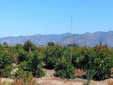 7,11 HA EN ROMERAL HIJUELAS CON PALTOS EN PLENA PRODUCCION