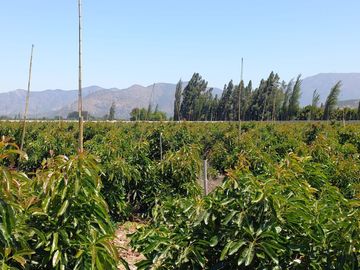 7,11 HA EN ROMERAL HIJUELAS CON PALTOS EN PLENA PRODUCCION