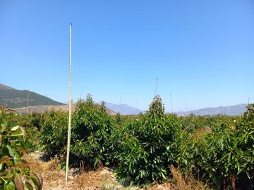 7,11 HA EN ROMERAL HIJUELAS CON PALTOS EN PLENA PRODUCCION