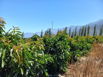 7,11 HA EN ROMERAL HIJUELAS CON PALTOS EN PLENA PRODUCCION