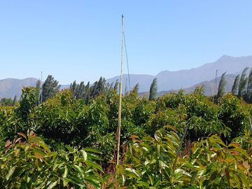 7,11 HA EN ROMERAL HIJUELAS CON PALTOS EN PLENA PRODUCCION
