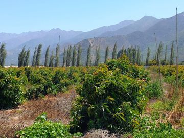 7,11 HA EN ROMERAL HIJUELAS CON PALTOS EN PLENA PRODUCCION