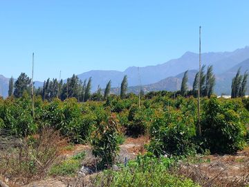 7,11 HA EN ROMERAL HIJUELAS CON PALTOS EN PLENA PRODUCCION