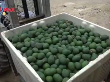 ¡OCASIÓN!. EN VENTA FUNDO 71.44 HECTAREAS DE PALTA HASS ICA.