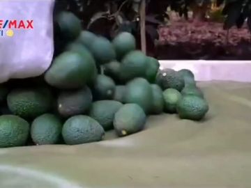 ¡OCASIÓN!. EN VENTA FUNDO 71.44 HECTAREAS DE PALTA HASS ICA.