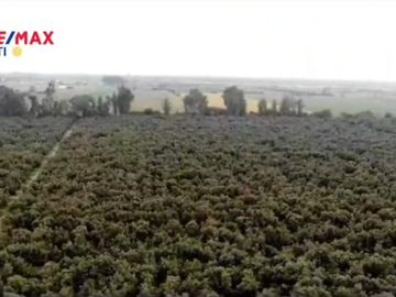 ¡OCASIÓN!. EN VENTA FUNDO 71.44 HECTAREAS DE PALTA HASS ICA.
