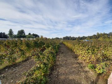 Venta Terreno 7.500 m2 y casa de 325 m2, Región del Maule