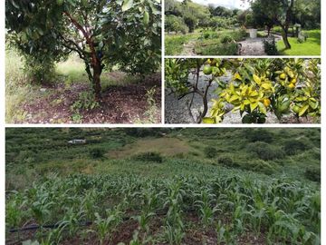 Casa en Limatambo ideal para Hotel o Airbnb + Cultivos de Palta, Limón y más