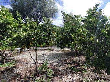 Casa en Limatambo ideal para Hotel o Airbnb + Cultivos de Palta, Limón y más