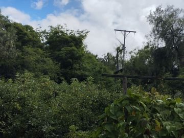 Casa en Limatambo ideal para Hotel o Airbnb + Cultivos de Palta, Limón y más