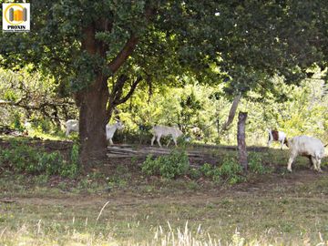 Parcelas muy cercanas a Lican  Ray