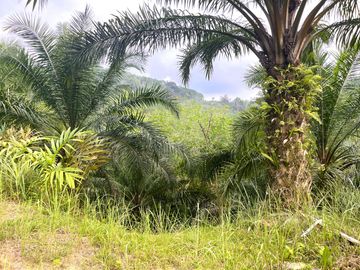Nearly 25 Rai of Land with Mountain View, Farmhouse & Public Creek for Sale in Thai Mueang, Phangnga