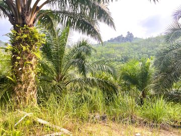 Nearly 25 Rai of Land with Mountain View, Farmhouse & Public Creek for Sale in Thai Mueang, Phangnga