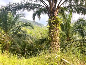 Nearly 25 Rai of Land with Mountain View, Farmhouse & Public Creek for Sale in Thai Mueang, Phangnga