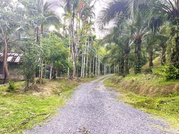 Nearly 25 Rai of Land with Mountain View, Farmhouse & Public Creek for Sale in Thai Mueang, Phangnga