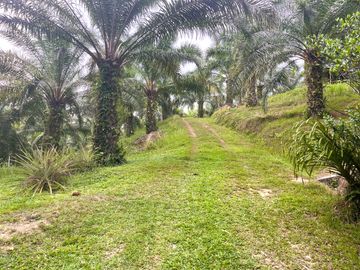 Nearly 25 Rai of Land with Mountain View, Farmhouse & Public Creek for Sale in Thai Mueang, Phangnga