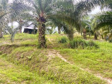Nearly 25 Rai of Land with Mountain View, Farmhouse & Public Creek for Sale in Thai Mueang, Phangnga