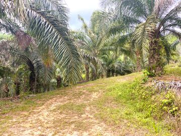 Nearly 25 Rai of Land with Mountain View, Farmhouse & Public Creek for Sale in Thai Mueang, Phangnga